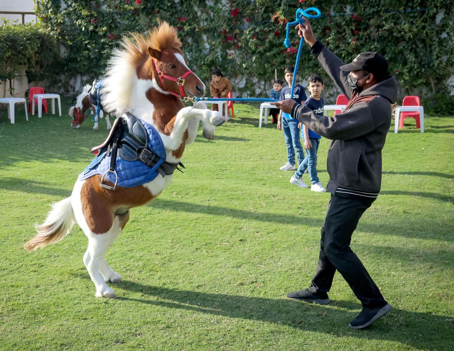 Lagoona Beach Luxury Resort And Spa Manama Exteriör bild The photo shows a small horse or pony rearing up on its hind legs. The pony is wearing a blue saddle and is being led by a person who is holding a rope. The person is wearing a mask and appears to be encouraging the pony to perform. In the background